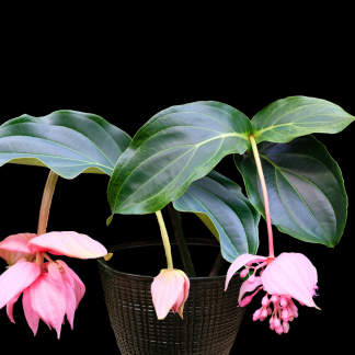 Medinilla